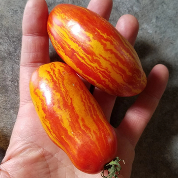 10+ Adet Cassadys Folly �ki Renk Domates Tohumu - Geleneksel