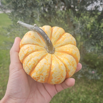 5 Adet Hooligan F1 Bal Kaba Tohumu