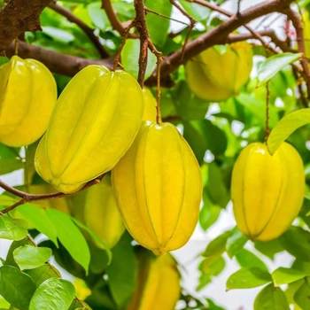 5 Adet Yldz Meyvesi- Carambola Tohumu