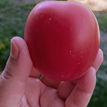 10+ Adet Pembe Yumurta Domates Tohumu- Geleneksel