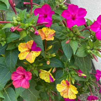 10+ Adet Parf�m Kokulu Ak�am Sefas� Tohumu- Sar�- Pembe �i�ekli