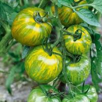10+ Adet Ye�il Zebra Domatesi Tohumu - Ata Tohum