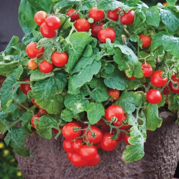10+ Adet Tiny Tim �al� Tipi Kiraz Domates Tohumu- Saks�ya Uygun