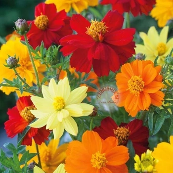 30+ Adet Kozmos iei Tohumu- Sunny Mix
