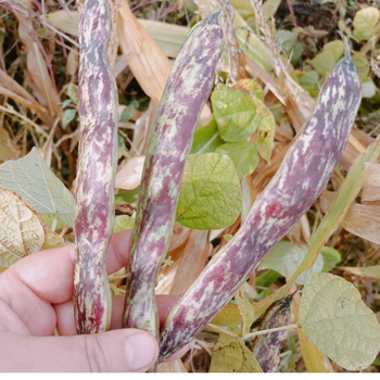 10+ Adet �illi K�z Atal�k Yerli Fasulye Tohumu