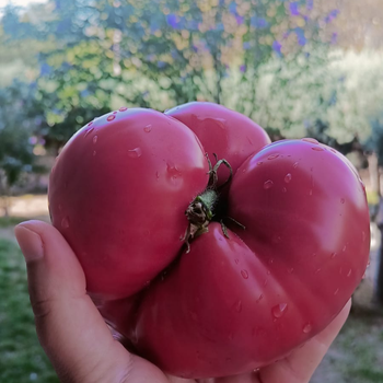 10+ Adet Pembe K�y Maniye Yerli Atal�k Domates Tohumu