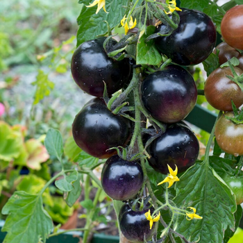 10+ Adet ndigo Rose Domates Tohumu - Gurme Domates