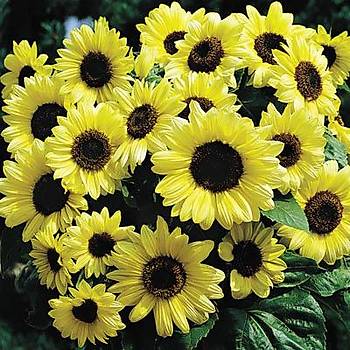 10+ Adet Sevgililer Gn Limon Rengi Ayiek Tohumu