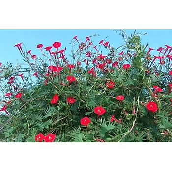 10+ Adet Kardinal Sarma���� Tohumu- K�rm�z� �i�ekli