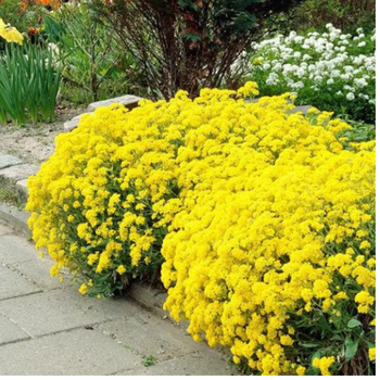 200+  Adet Alyssum Sar iekli Bitki Tohumu