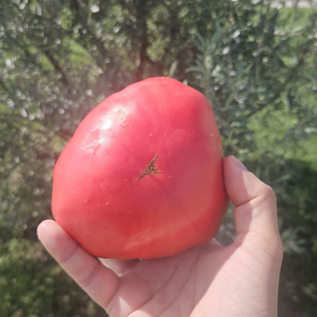 10+ Adet Osmanl� Pembesi Domatesi Tohumu-  Atal�k T�r