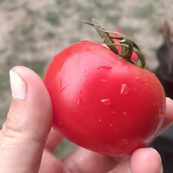 10+ Adet Yzyllk Atalk Domates Tohumu