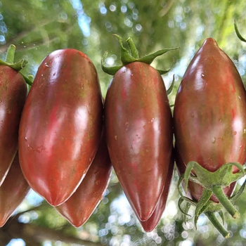 10+ Adet Geleneksel Mor Z�mr�t  Domatesi Tohumu