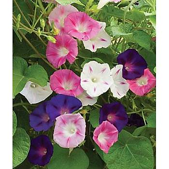 10+ Adet Sabah Sefas� Sarma��k tohumu- �zel Kar���m