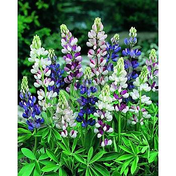 10+ Adet K���k Peri Lupin Tohumu- �zel Seri