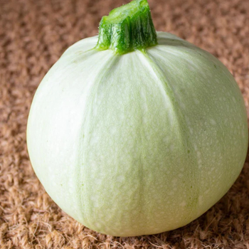 10+ Adet Dolmalk Beyaz Top Kabak Tohumu- Geleneksel