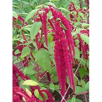 250+ Adet Amaranthus Bitkisi Tohumu- Bordo Damlayan iekler