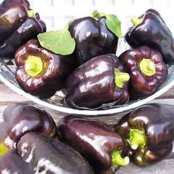 10+ Adet Mor Renkli Tatl Dolmalk Biber Tohumu