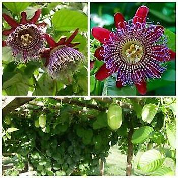 3 Adet Passiflora Quadrangularis Sarmak Tohumu- Dev Meyveli