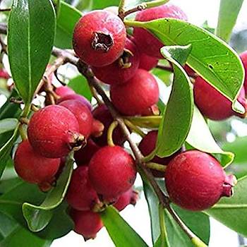 5 Adet Tropik �ilek Guava Meyvesi Tohumu