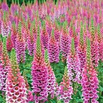 1500+ Adet Yksk Otu Tohumu- Foxglove