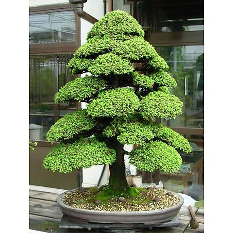 10 Adet Japon Sedir Aac Bonsai Tohumu