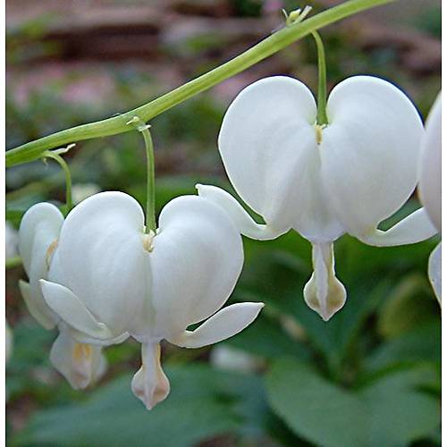 Dicentra Kanayan Kalpler Tohumu Beyaz Çiçekli Nadir « tohumdunyasi