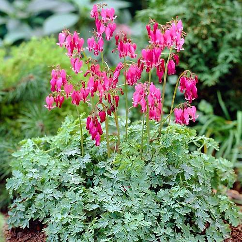Dicentra Formosa Kanayan Kalpler Tohumu «