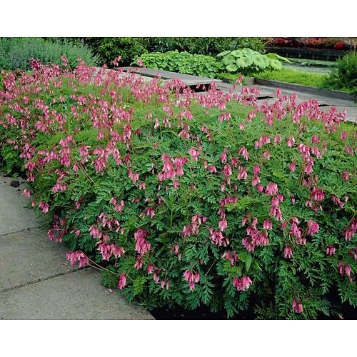 Dicentra Formosa Kanayan Kalpler Tohumu «