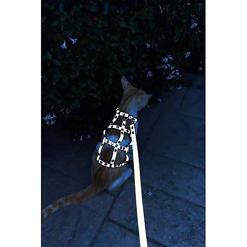 Karanlkta Parlayan Reflektrl k Kedi Harness, Kedi Yrme Tasmas, Kedi Gvenlik Tasmas - NPC011