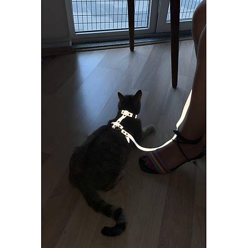 Karanlkta Yansyan Reflektrl Kedi Harness, zel Tasarm Kedi Harness - NPC007