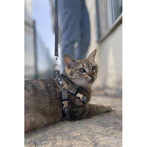 Karanlkta Yansyan Reflektrl Kedi Harness , zel Tasmal Kedi Harness