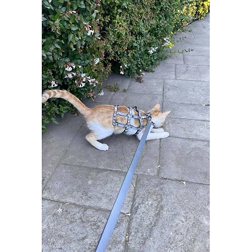 Karanlkta Parlayan Reflektrl k Kedi Harness, Kedi Yrme Tasmas, Kedi Gvenlik Tasmas - NPC011