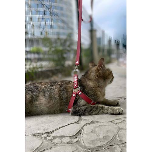 Deri Kedi Harness , Kedi Gezdirme Tasmas