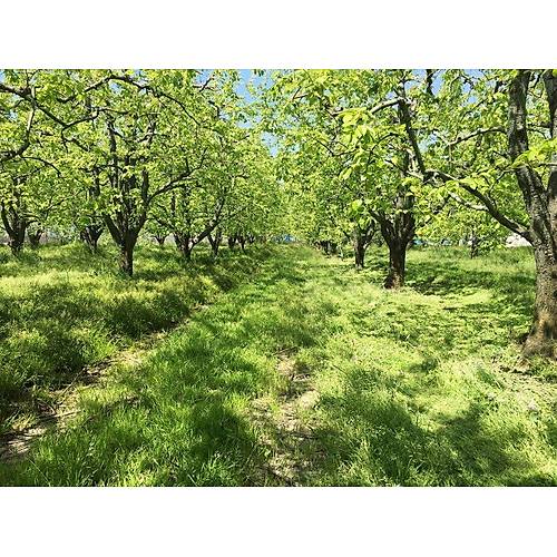 Kad�o�lu KM4 Trakt�r T�rpan� (Kumanda Kollu-2 ��k��) KDT100