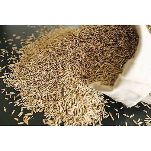 Yerli Ryegrass alar