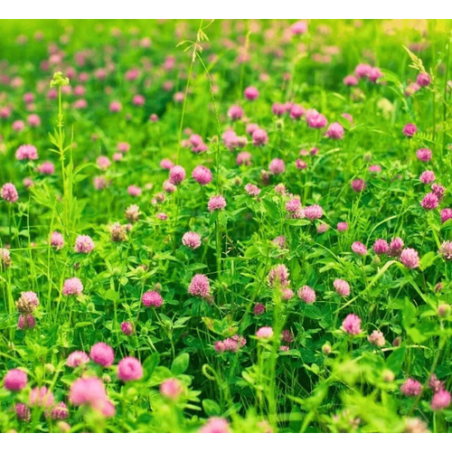 ayr gl Trifolium Pratense