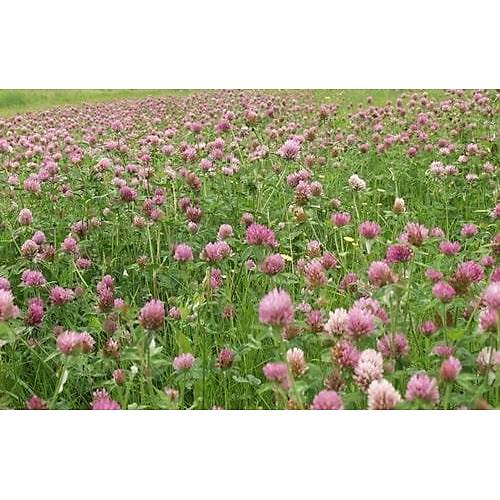 ayr gl Trifolium Pratense