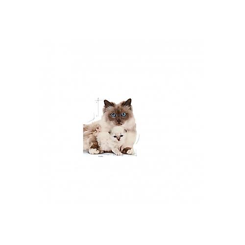  Royal Canin Mother&babycat Gebe/laktasyondaki Anne Ve Yavru Kedi I�in Kuru Kedi Mamas� 4kg-ANA