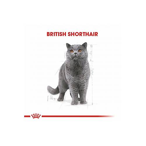 Royal Canin British Shorthair 85 gr 12'li Yetikin Kedi Ya Mamas