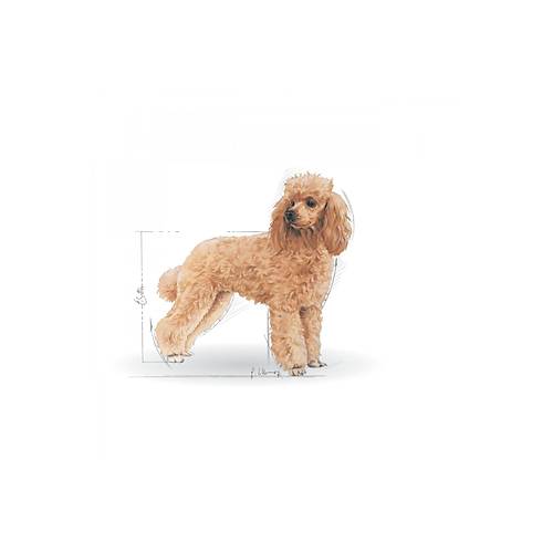 Royal Canin Poodle 85 gr 12'li Yeti�kin K�pek Ya� Mamas�