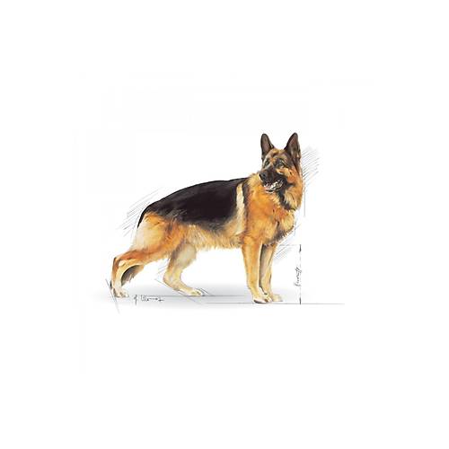 Royal Canin German Shepherd Irka �zel 11 kg Yeti�kin K�pek Mamas�