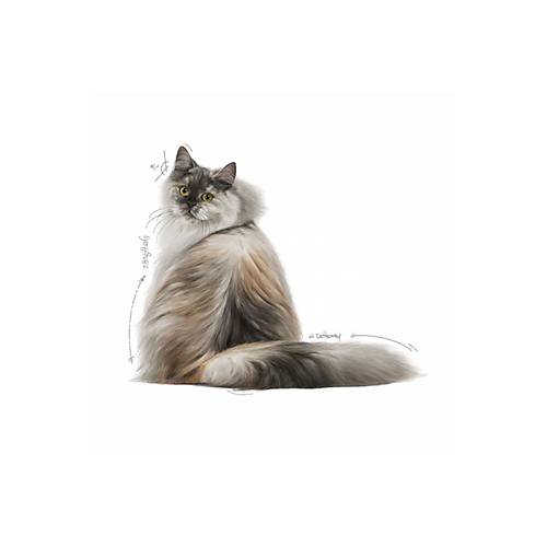 Hair&skin T�y Ve Deri Sa�l��� I�in Kuru Kedi Mamas� 10 Kg