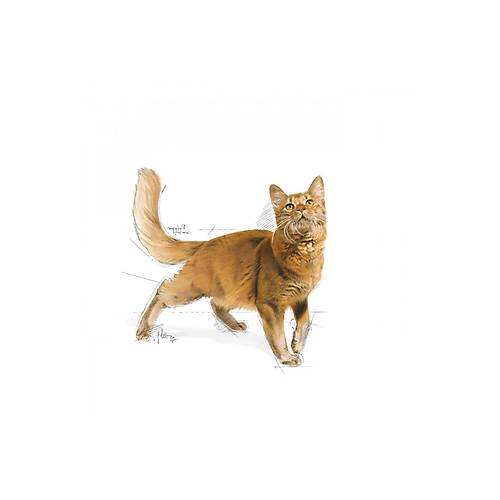 Royal Canin Fit 32 15 kg Yeti�kin Kedi Mamas�