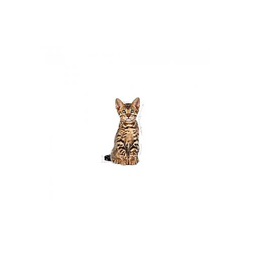 Royal Canin Kitten Sterilised 2 kg K�s�rla�t�r�lm�� Yavru Kedi Mamas�
