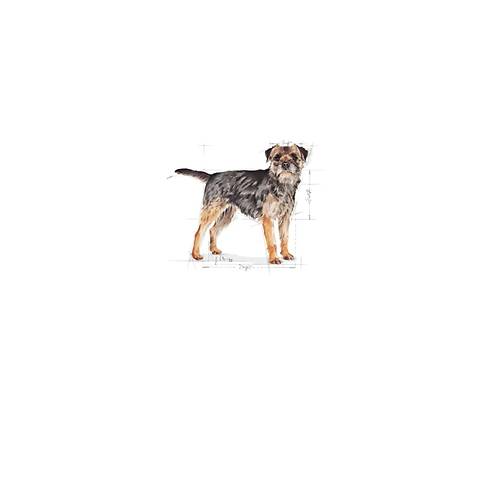 Royal Canin Mini Sterilised Yeti�kin K�s�rla�t�r�lm�� K�pek Mamas� 3 Kg