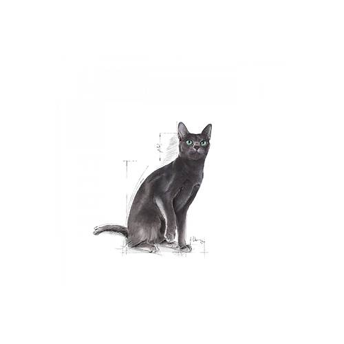  Royal Canin Sterilised37 K�s�rla�t�r�lm�� Kediler i�in Kuru Kedi Mamas� 2kg-s2 Ana