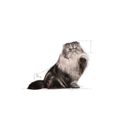 Royal Canin Adult Persian ran Kedilerine zel 10 kg Yetikin Kuru Kedi Mamas