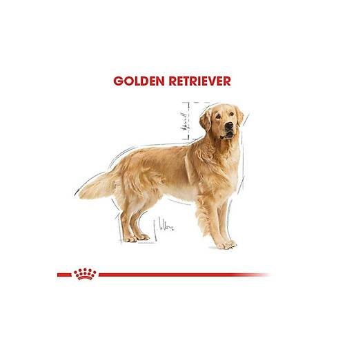 Royal Canin Golden Retriever 12 kg Yeti�kin K�pek Mamas�