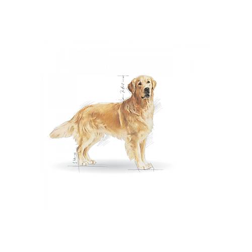 Royal Canin Golden Retriever 12 kg Yeti�kin K�pek Mamas�